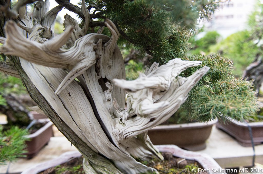 20150310_163302 D4S.jpg - Bonsai Museum and Gardens Tokyo, a famous garden more than 400 years old. Rare bonsai are more than 500 years old.